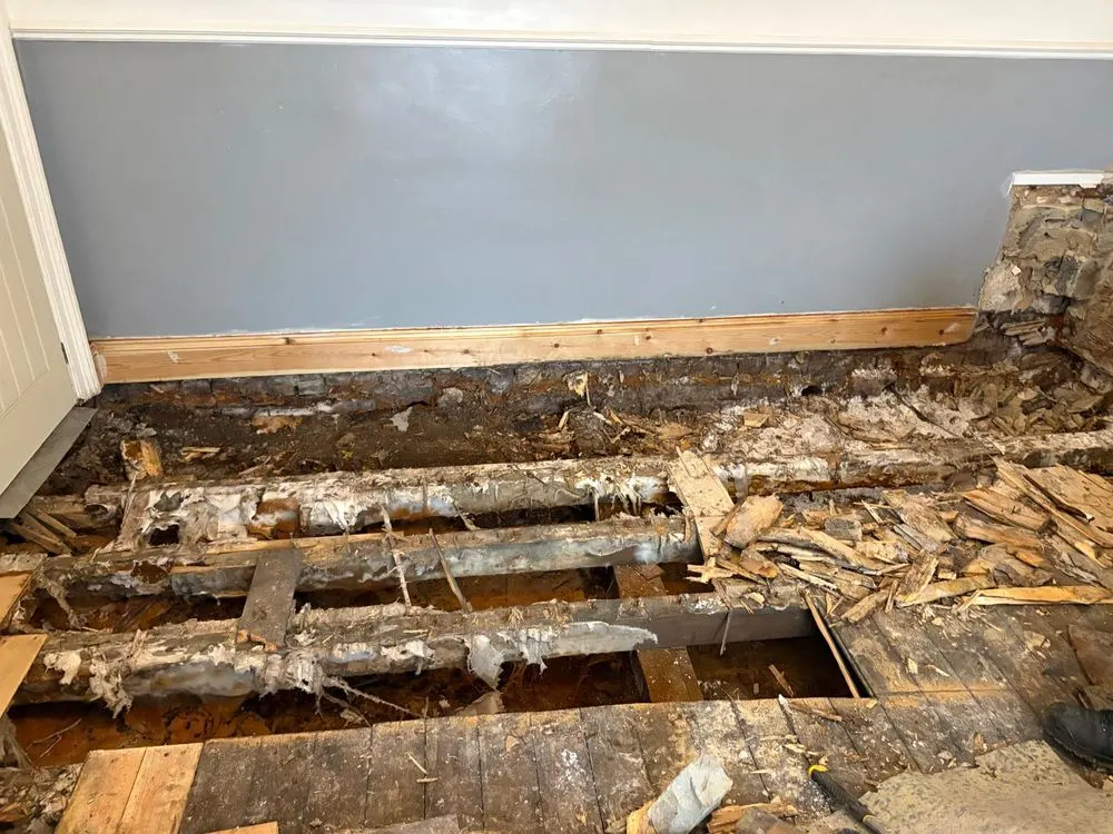 Rotten floor joists exposed beside a damp wall after the floorboards were lifted