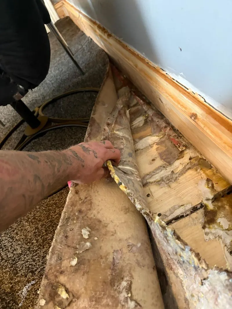 A carpet pulled back to show soft, damp-damaged floorboards along the skirting board